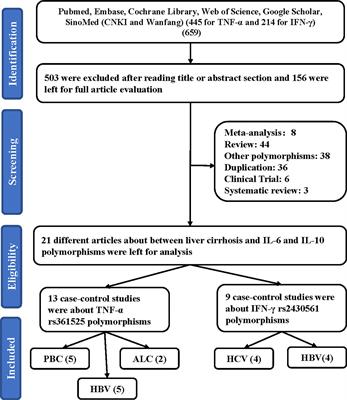 The TNF-α rs361525 and IFN-γ rs2430561 polymorphisms are associated with liver cirrhosis risk: a comprehensive meta-analysis